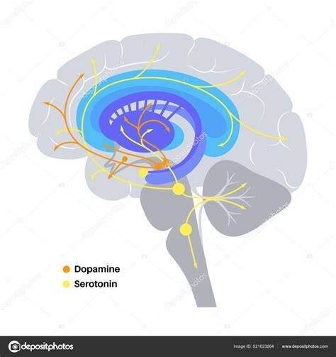 Diagrama de la interacción entre grelina y dopamina