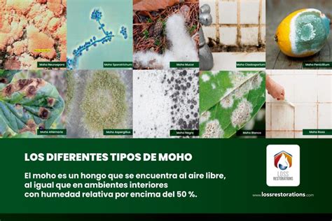 Tipos de moho en los alimentos