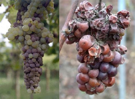 Uvas afectadas por Botrytis cinerea en un viñedo