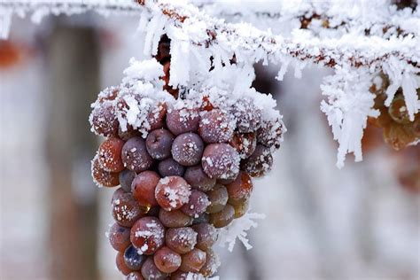 Viñedo cubierto de nieve para la producción de vino de hielo