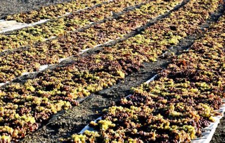 Uvas secándose en paseras para vino de pasas