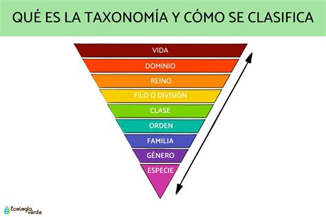 Esquema de la taxonomía de las levaduras