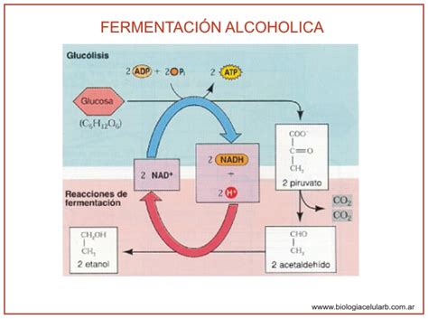 Diagrama de la fermentación alcohólica