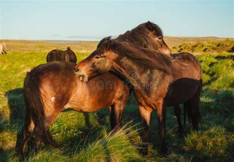 Grupo de caballos islandeses pastando en un prado verde