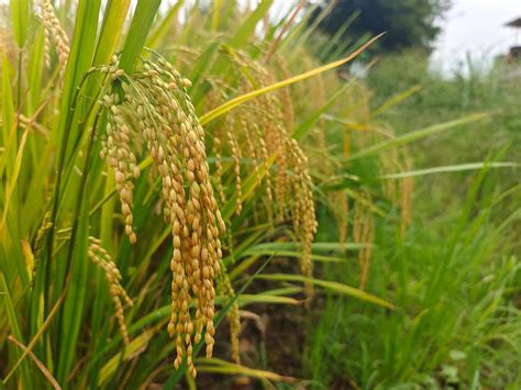 Campos de cultivo de arroz rojo