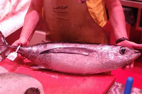 Bonito del Norte fresco en el mercado