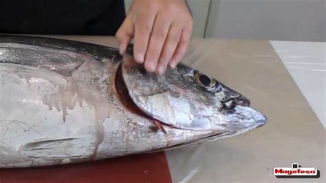 Despiece de un bonito fresco en rodajas