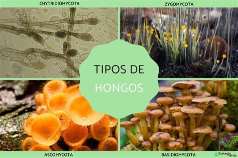 Ejemplos de diferentes tipos de hongos y su clasificación biológica