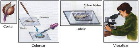 Instrumentos y reactivos para la preparación y observación de muestras al microscopio