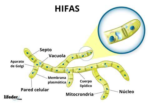 Diagrama de la estructura de las hifas y esporangios de un moho visto al microscopio