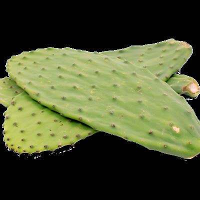Penca de nopal fresca con espinas
