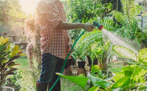 Jardinero regando plantas con una solución líquida