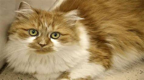 Gato con pelaje brillante y saludable
