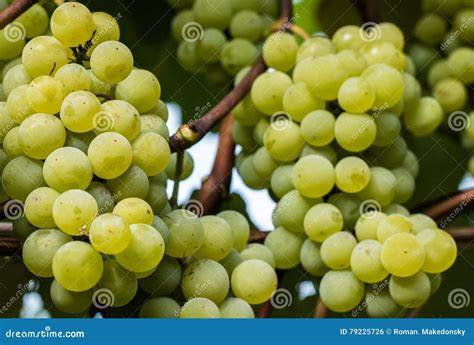 Uvas listas para la vinificación