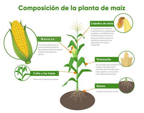 Estructura de la palomita de maíz y sus componentes