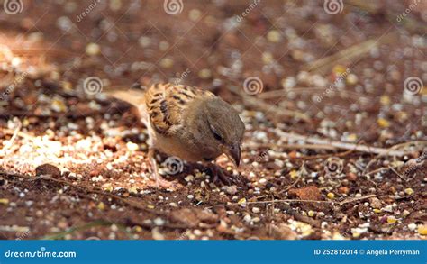 Un gorrión comiendo migas de pan en el suelo