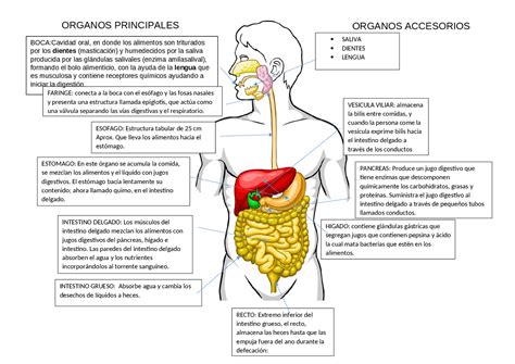 Esquema del sistema digestivo