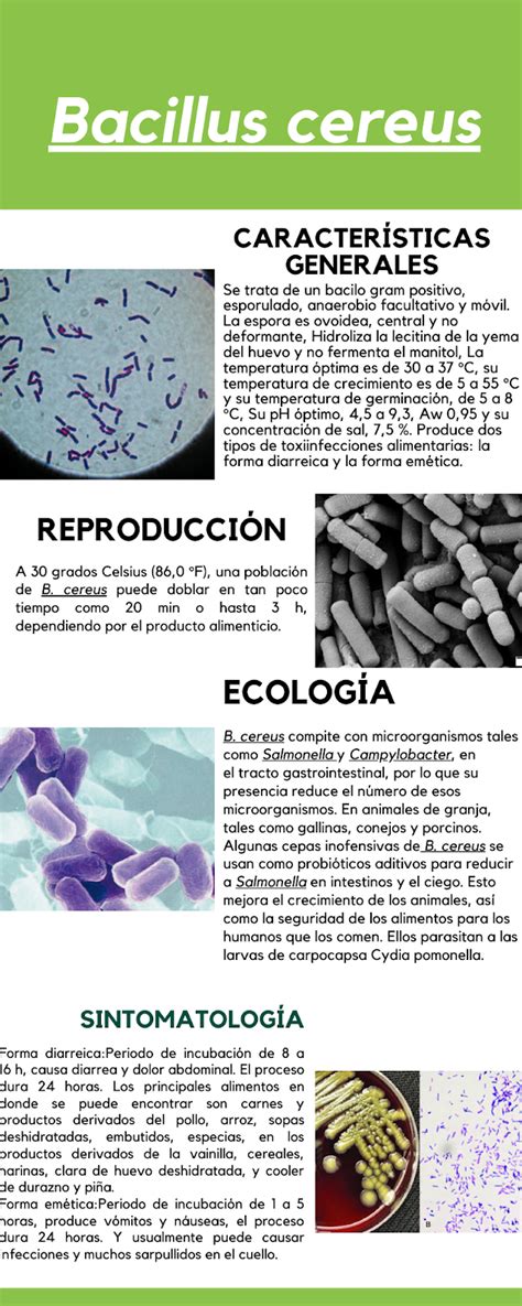 Bacillus cereus y sus efectos