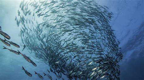 Pesca sostenible