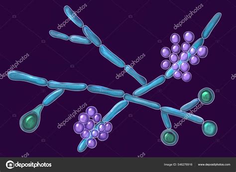 Micrografía de levaduras (Candida) y pseudohifas en una muestra de orina