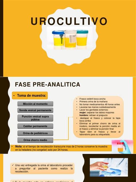 Proceso de urocultivo y microscopía para identificar levaduras