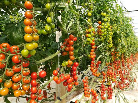 Ristras de tomates de colgar