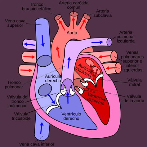 Esquema del corazón humano y sus arterias