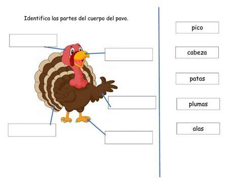 Esquema de las partes del pavo y puntos clave de temperatura