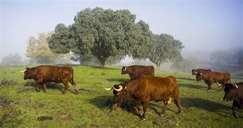 Paisaje de dehesa española con ganado pastando