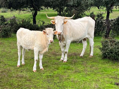 Ejemplares de vaca Blanca Cacereña en su entorno natural