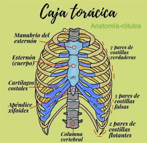 Ilustración de la anatomía de la caja torácica y el diafragma