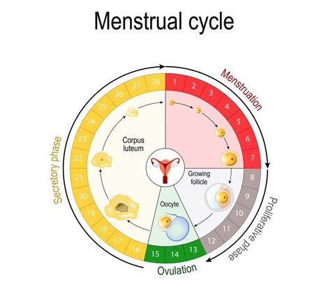 Esquema del ciclo menstrual y origen de los cólicos