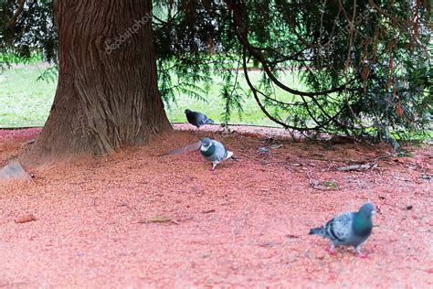 palomas buscando alimento en un parque