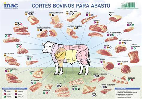 Diagrama de los cortes de carne vacuna en una res