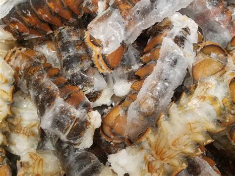 Selección de colas de langosta frescas y congeladas