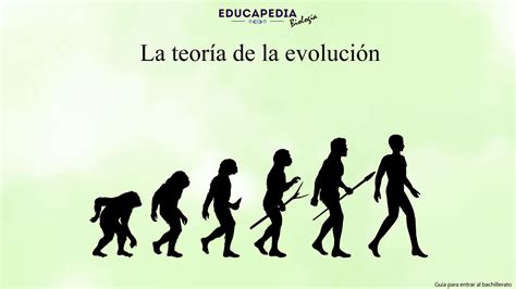Esquema comparativo entre la evolución y la teoría del Monstruo de Espagueti Volador