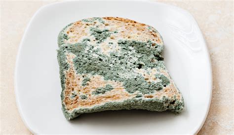 Pan con moho