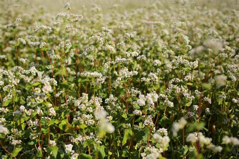 Campo de trigo sarraceno floreciendo