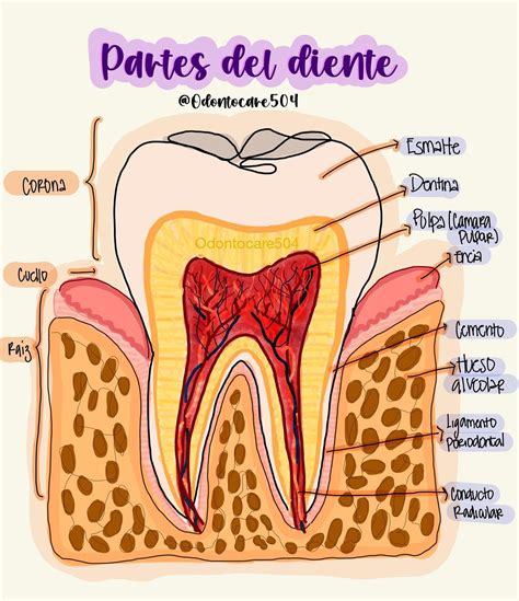 Esquema de las partes de un diente, con la corona señalada