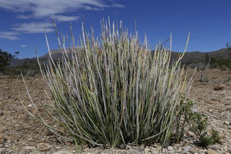 Ingredientes básicos para la candelilla extremeña