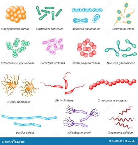 Esquema de las bacterias más comunes que pueden contaminar la leche de fórmula