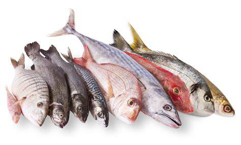 Variedad de pescados frescos adecuados para freír