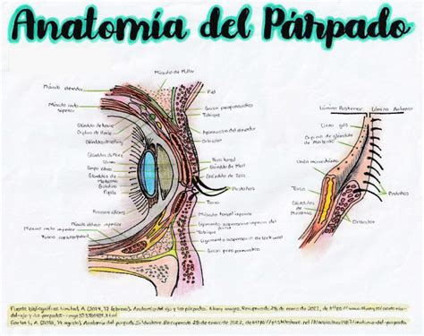 anatomía del párpado afectado por blefaritis
