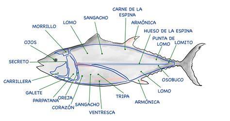 Esquema de las partes del atún rojo