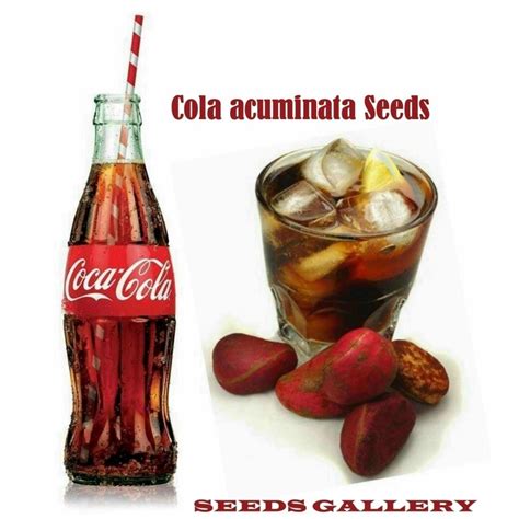 Planta de coca y nuez de cola
