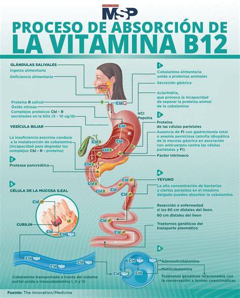 Diagrama sobre la importancia de la vitamina B12 para el sistema nervioso