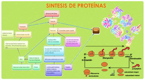 Esquema de las proteínas en la leche