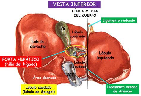 Diagrama del hígado de cerdo mostrando sus lóbulos