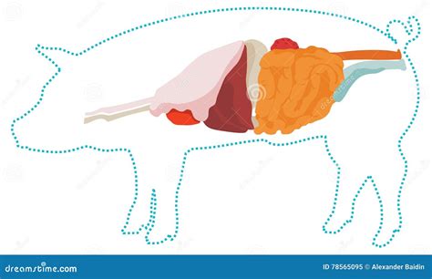Ilustración del sistema digestivo del cerdo