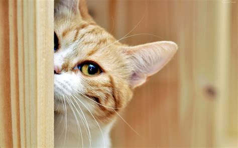 Gato curiosidad por una patata